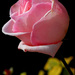 Rose d'Octobre