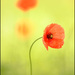 Coquelicots