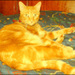20090602052521_Spirou_dor_o!.jpg
