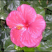 20090602053819_sortie_plein_air_22_008.jpg
