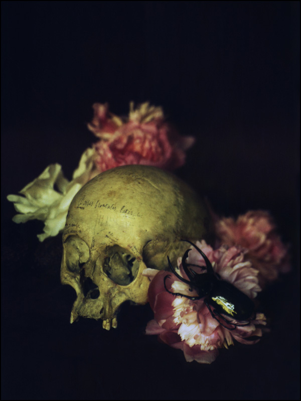 NATURE MORTE • LiliRoze NATURE MORTE • LiliRoze