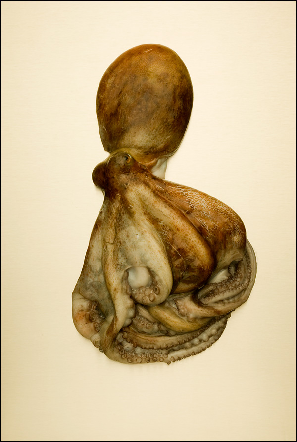 NATURE MORTE • Alexandre Lardeur NATURE MORTE • Alexandre Lardeur