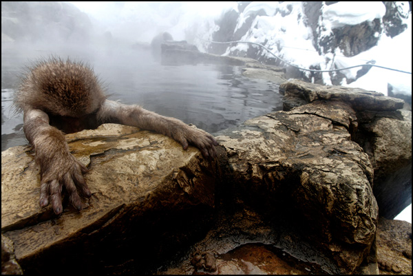 ANIMALIER • François-Xavier Prévot ANIMALIER • François-Xavier Prévot