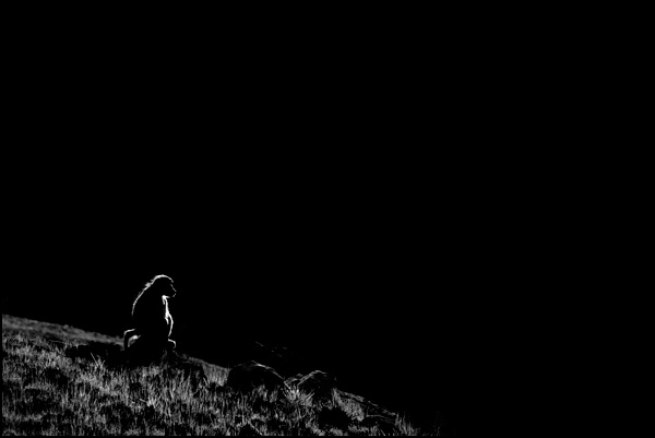 ANIMALIER • Franck Faugère ANIMALIER • Franck Faugère