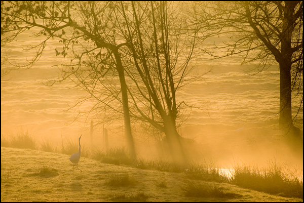 ANIMALIER • Pascal Bourguignon ANIMALIER • Pascal Bourguignon