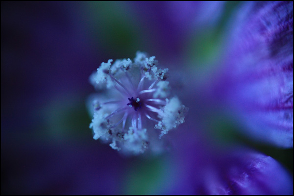 20110328231049_pistils_d__hortensias.jpg 20110328231049_pistils_d__hortensias.jpg
