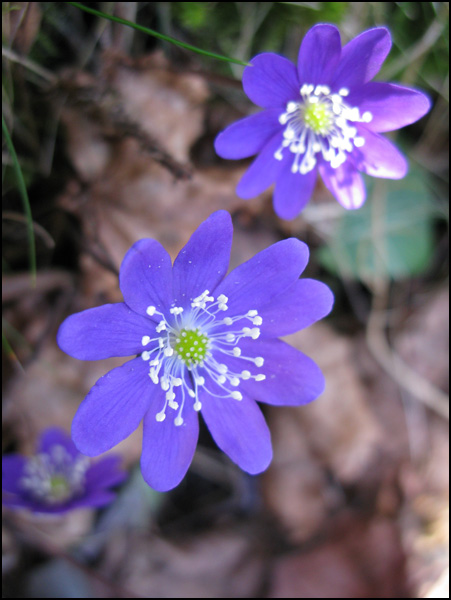 20110329135101_grande_ouverte.jpg 20110329135101_grande_ouverte.jpg