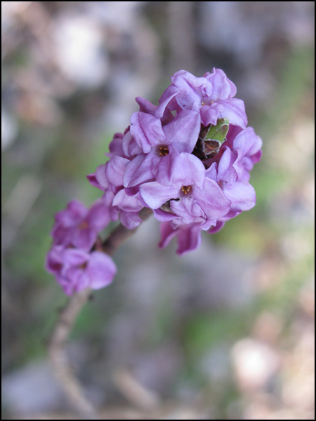 20110329135101_lilas_sauvage.jpg 20110329135101_lilas_sauvage.jpg