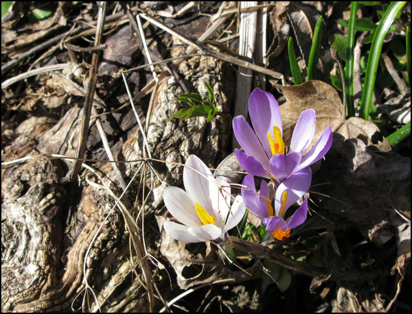 20110329135101_delicate.jpg 20110329135101_delicate.jpg