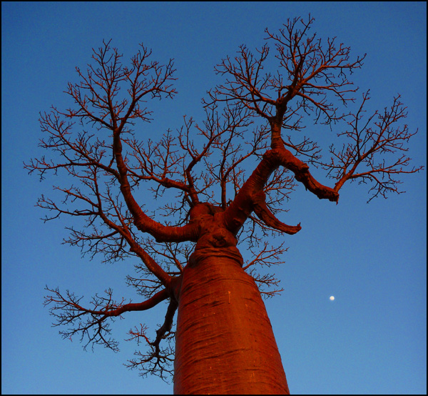 20110330052123_les_racines_du_ciel.jpg 20110330052123_les_racines_du_ciel.jpg