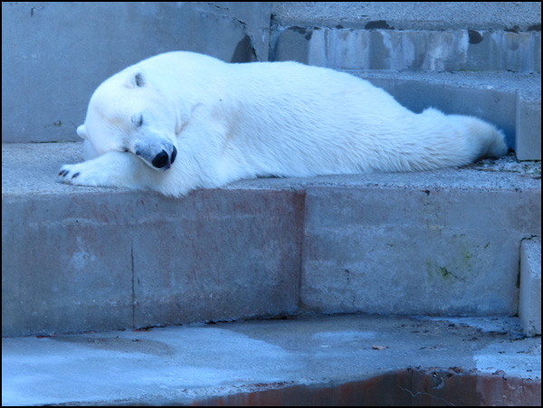 20110330115650_ours_blanc.jpg 20110330115650_ours_blanc.jpg