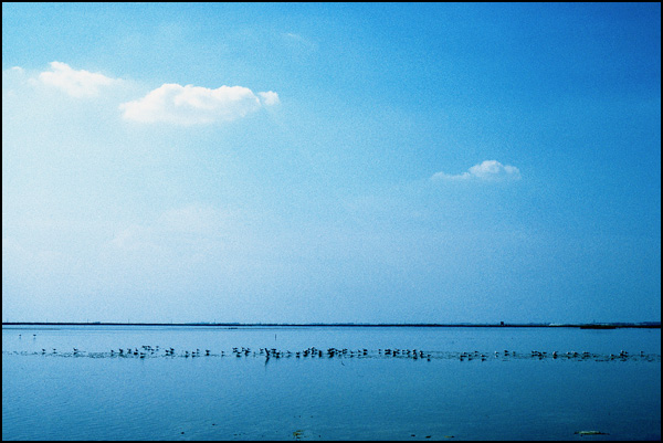 20110330144132_camargue.jpg 20110330144132_camargue.jpg