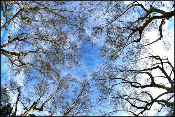 20110330160735_les_racines_ont_des_ailes.jpg 20110330160735_les_racines_ont_des_ailes.jpg