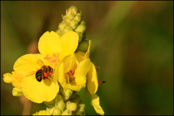 20110328161223_abeille_butineuse.jpg 20110328161223_abeille_butineuse.jpg