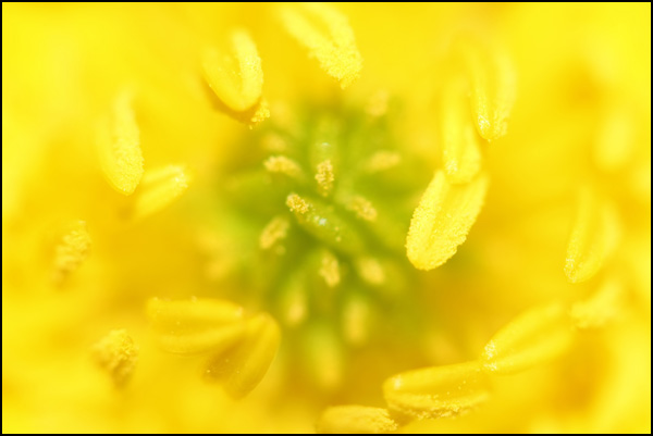 20110328232552_bouton_d__or.jpg 20110328232552_bouton_d__or.jpg