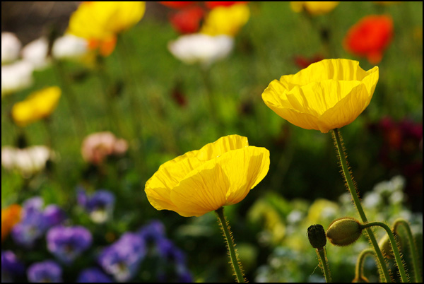 20110329000001_nimgp6788.jpg 20110329000001_nimgp6788.jpg