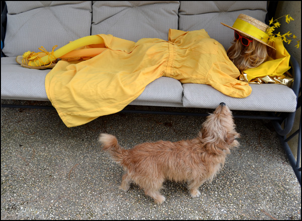 20110329224432_chacun_son_jaune.jpg 20110329224432_chacun_son_jaune.jpg