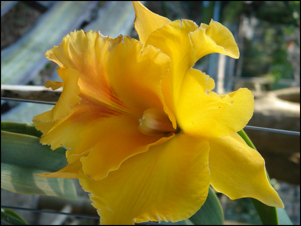 20110330110939_thailande_2007__107_.jpg 20110330110939_thailande_2007__107_.jpg