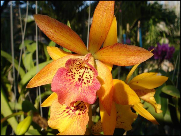 20110330110939_thailande_2007__124_.jpg 20110330110939_thailande_2007__124_.jpg