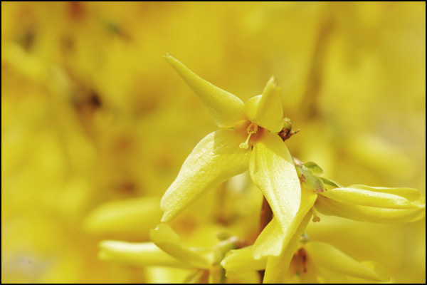 20110328214724_dsc_7274_v2.jpg 20110328214724_dsc_7274_v2.jpg