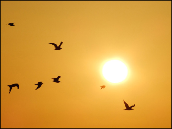 20110329115411_2009_0814ile_de_reb.jpg 20110329115411_2009_0814ile_de_reb.jpg