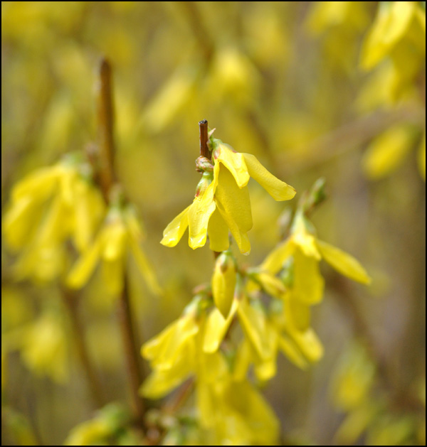 20110329185143_jaune__3_.jpg 20110329185143_jaune__3_.jpg