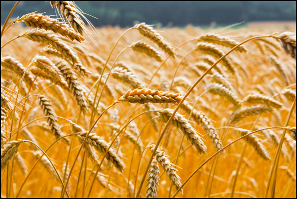 20110329204350_dsc_1218.jpg 20110329204350_dsc_1218.jpg