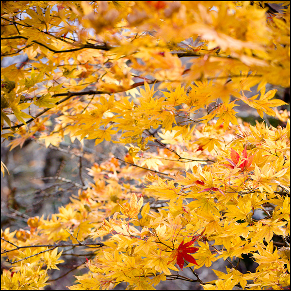 20110329235146__mg_5673_2.jpg 20110329235146__mg_5673_2.jpg