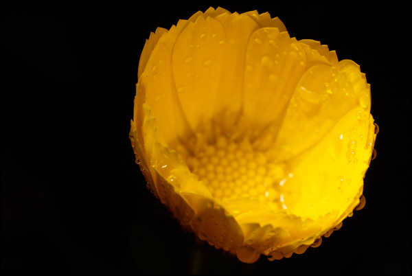 20110330001211__jaune__la_fleur.jpg 20110330001211__jaune__la_fleur.jpg