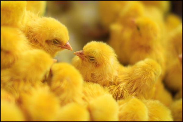 20110330114037_colored_chicks_yellow.jpg 20110330114037_colored_chicks_yellow.jpg