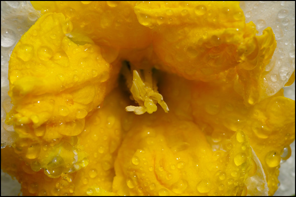 20110330151556_jaune1.jpg 20110330151556_jaune1.jpg