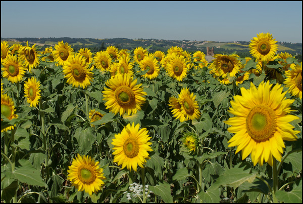 20110330151556_jaune2.jpg 20110330151556_jaune2.jpg