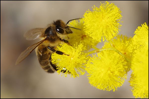 20110330151556_jaune3.jpg 20110330151556_jaune3.jpg