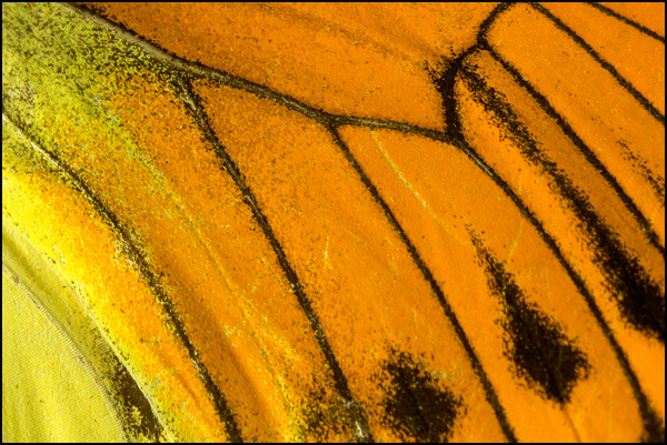 20110330161436_aile_de_papillon.jpg 20110330161436_aile_de_papillon.jpg