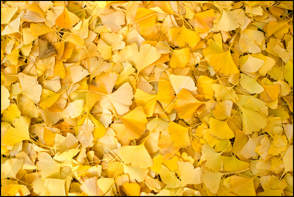 20110330161438_tapis_de_feuilles_gincko_.jpg 20110330161438_tapis_de_feuilles_gincko_.jpg