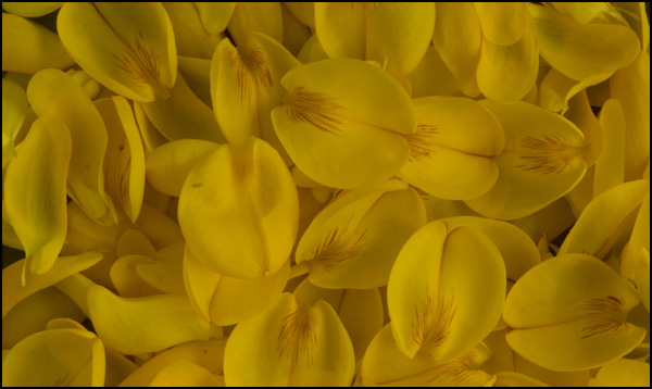 20110330163534_petalles.jpg 20110330163534_petalles.jpg