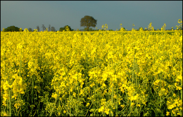 20110330183101_dsc_0179.jpg 20110330183101_dsc_0179.jpg