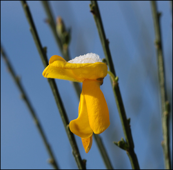 20110330211053_genet_neige_2.jpg 20110330211053_genet_neige_2.jpg