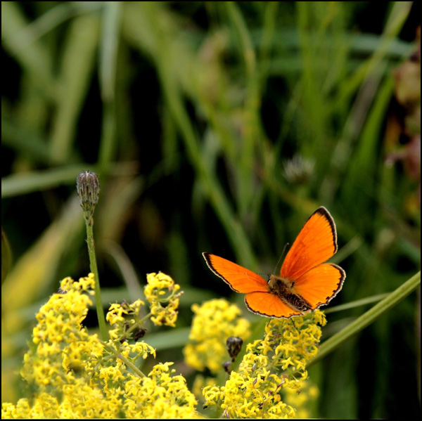 20110330211053_papillon_orange_fleurs_jaunes_2.jpg 20110330211053_papillon_orange_fleurs_jaunes_2.jpg