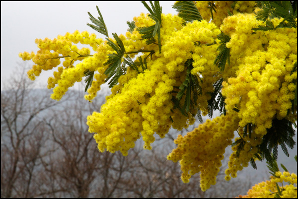20110330221827_mimosa_hiver.jpg 20110330221827_mimosa_hiver.jpg