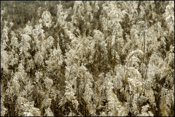 20110330221827_roseliere.jpg 20110330221827_roseliere.jpg