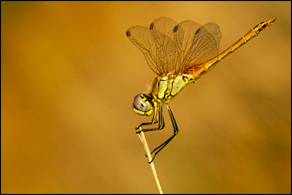 20110330225042_fleche_d_or.jpg 20110330225042_fleche_d_or.jpg