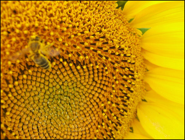 20110330232933_ouvriere_au_travail___sylvia_r.jpg 20110330232933_ouvriere_au_travail___sylvia_r.jpg