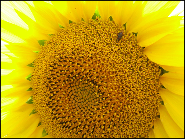 20110330232933_soleil___sylvia_r.jpg 20110330232933_soleil___sylvia_r.jpg