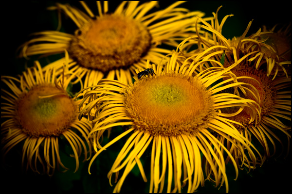 20110331000952_clos_du_coudray_yellow_brothers_original.jpg 20110331000952_clos_du_coudray_yellow_brothers_original.jpg