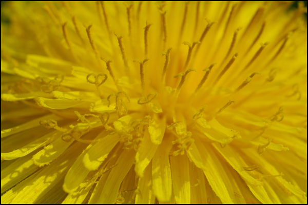 20110331005531_severine_rouiller_au_coeur_du_jaune__2_.jpg 20110331005531_severine_rouiller_au_coeur_du_jaune__2_.jpg