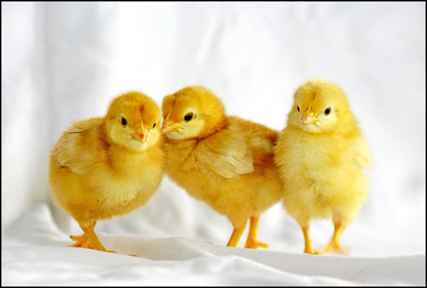 20110331005531_severine_rouiller_jaune_poussin___.jpg 20110331005531_severine_rouiller_jaune_poussin___.jpg