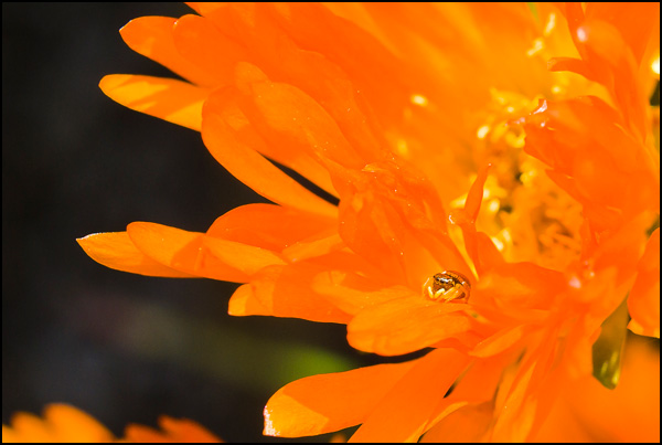 20110331165512_petite_bete.jpg 20110331165512_petite_bete.jpg