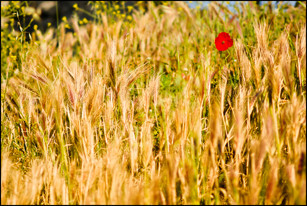 20110331165512_seul.jpg 20110331165512_seul.jpg