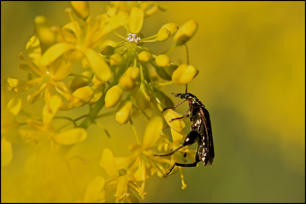 20110329090729_jaune3.jpg 20110329090729_jaune3.jpg